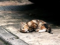Котенок лежит на асфальте 