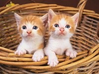 Пара рыженьких котят в плетеной корзине