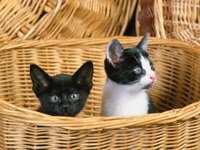 Двое котят спрятались в плетеную корзину