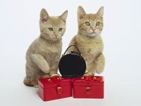 Два котенка с чемоданами