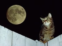 Кот на заборе, ночью