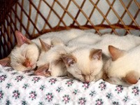 Сон четырех котят