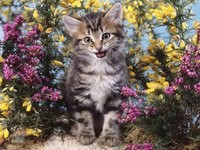 Серый котенок в цветах