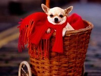 Чихуахуа с красным шарфом в корзине