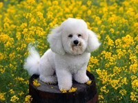 Собака бишон фризе в желтых цветах