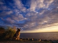 Немецкая овчарка у моря на восходе солнца