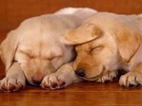 Сон пары щенков