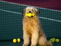 Бриар  с теннисными мячиками