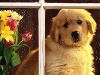 Собака за окном на подоконнике с цветами