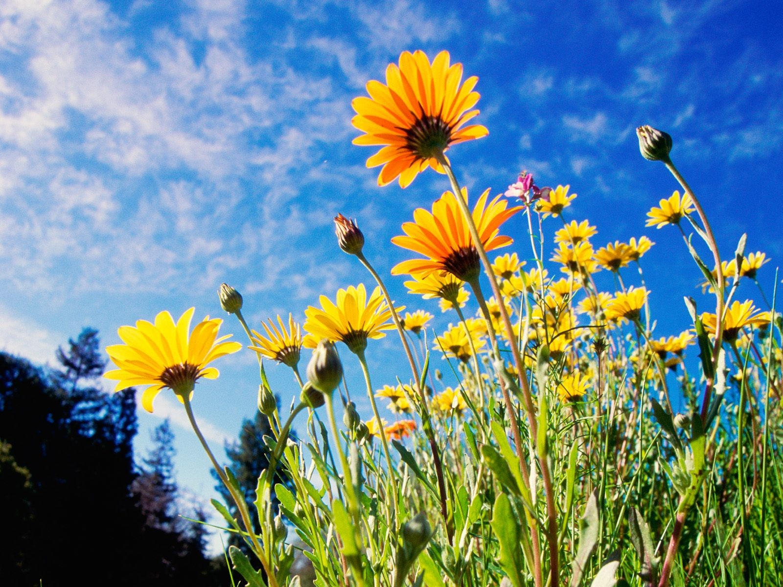 Цветы на фоне синего неба: обои с цветами, картинки, фото 1600x1200