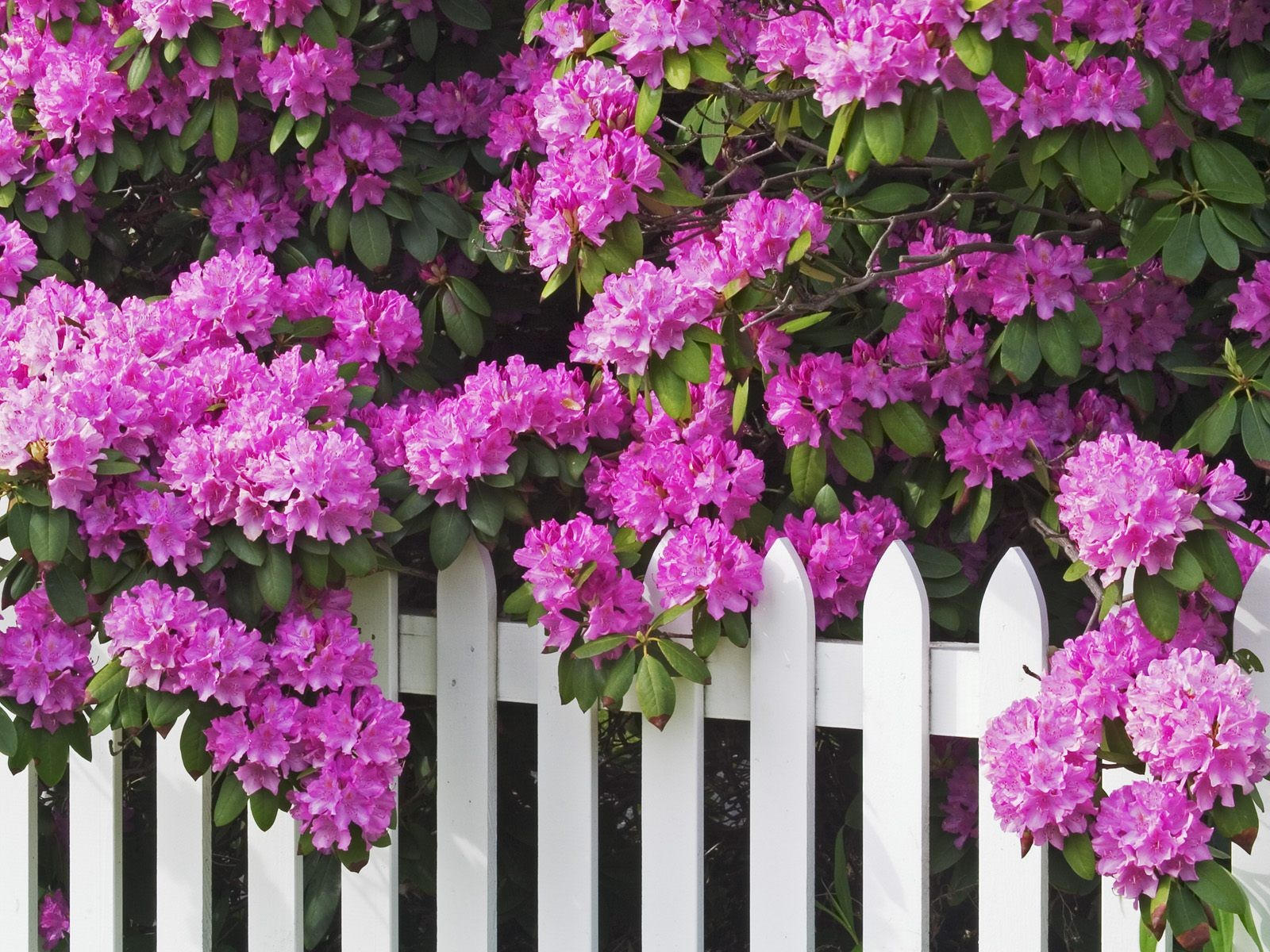 Цветущая сирень на заборе: обои с цветами, картинки, фото 1024x768