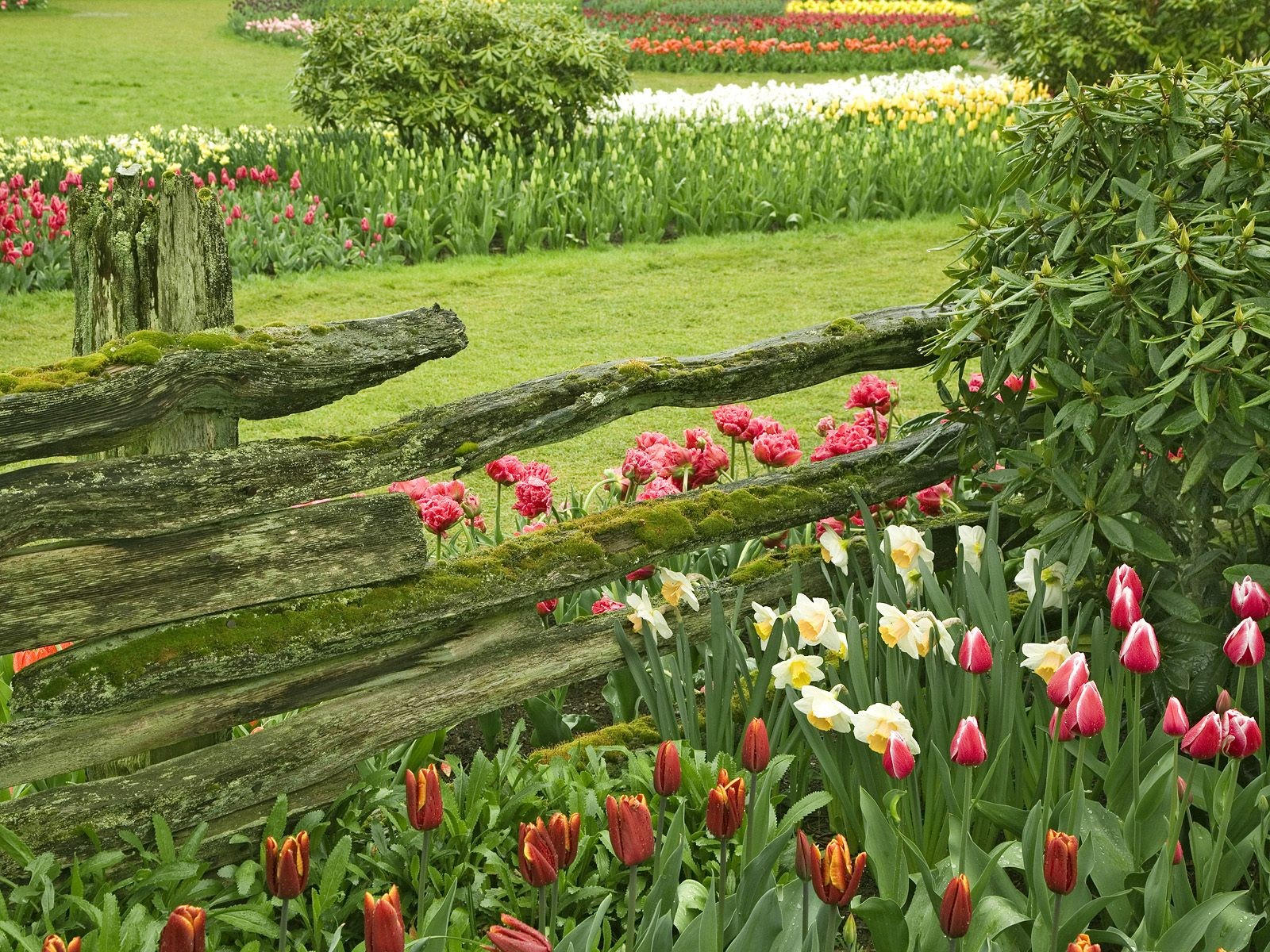 Клумбы тюльпанов в парке
