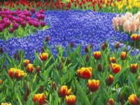 Клумба разноцветных тюльпанов