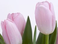 Три розового цвета тюльпана