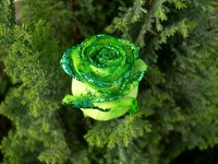 Роза зеленого цвета с блесками в папоротнике