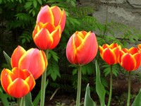 Семь цветущих тюльпанов