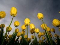 Желтые тюльпаны на фоне темного неба