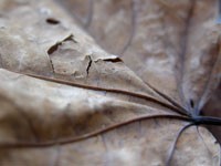 Коричневый лист клена