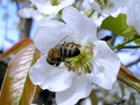 Пчелка на белом цветке