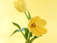 Два желтых тюльпана