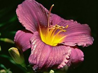 Цветок пурпурного цвета