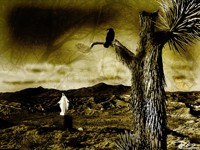 Ворон на дереве в пустыне
