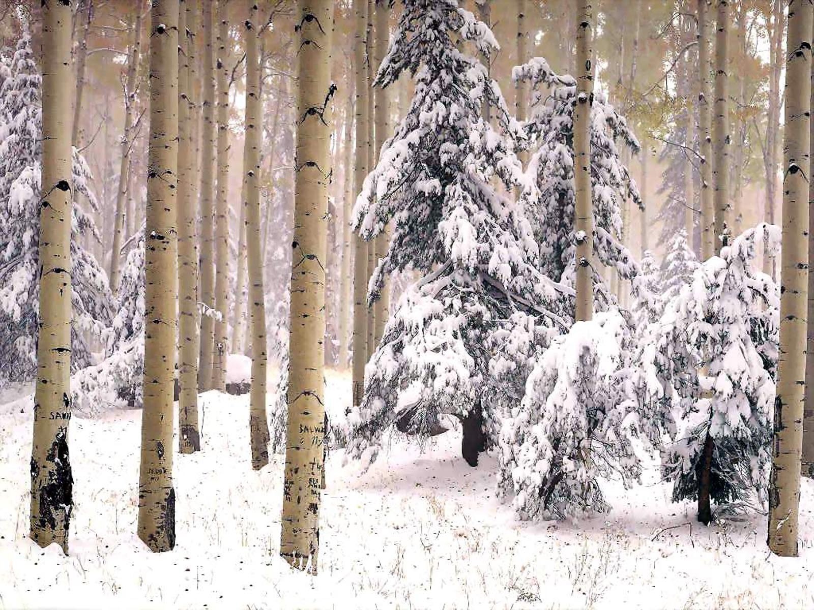 Фон зимний лес новогодний