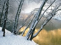Зимние деревья у воды