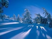 Тень от елок на снегу