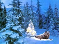 Волк в заснеженном лесу