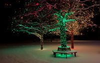 Деревья с новогодней подсветкой