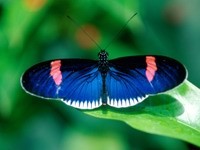Бабочка синего окраса