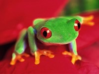 Зеленая лягушка с красными глазами
