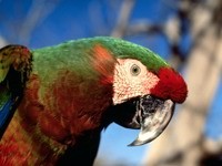Попугай зелено-красного окраса