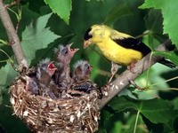 Желто-черная птичка кормит птенцов