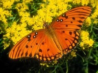 Бабочка оранжевого окраса на цветах