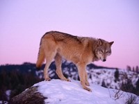 Одинокий волк на камне