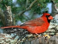 Птичка с красной окраской на дереве
