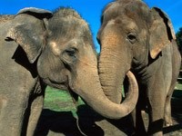 Два обнявшихся  хоботами слона