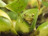 Зелёная жаба в водорослях