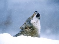 Вой волка в снежный день