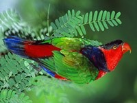 Разноцветная птица на зелёной ветке