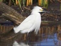 Белая птица в воде