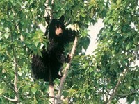 Черный медведь на  зелёном дереве
