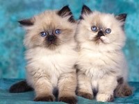 Двое персидских котят