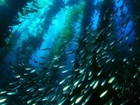 Стаи рыб в водорослях океана