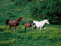 Четыре  лошади на лугу