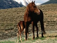Лошадь с малышом в степи