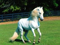 Белая лошадь в загоне