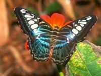 Бабочка темной окраски